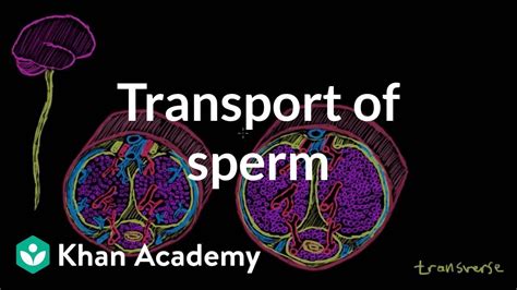 teen creampie|Transport of sperm via erection and ejaculation .